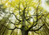 Stefan Hefele, Dream tree
