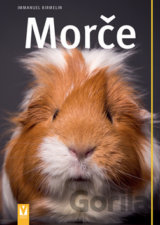 Morče