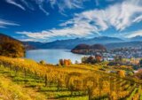 Vineyards