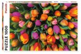Tulipány