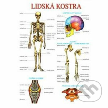 Lidská kostra a svalstvo (ALBRA). ALBRA, 2020 Lidská kostra a svalstvo (ALBRA). ALBRA, 2020