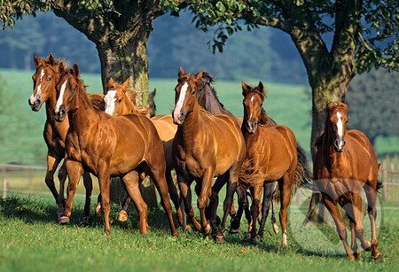 Quarter Horses, Castorland