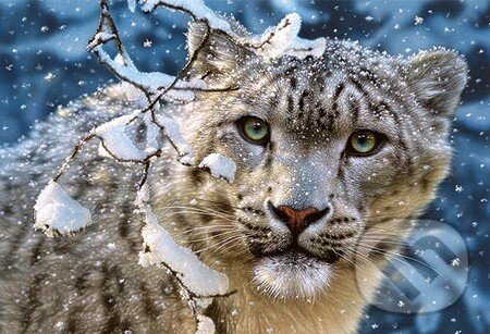 Snow Leopard, Castorland