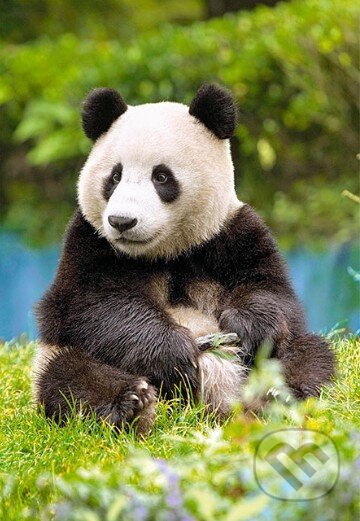 Puzzle: Panda (Castorland). Castorland Puzzle: Panda (Castorland). Castorland