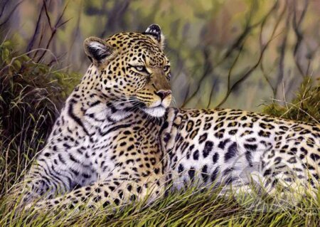 Puzzle: Kral savany (Schmidt). Schmidt, 2013 Puzzle: Kral savany (Schmidt). Schmidt, 2013