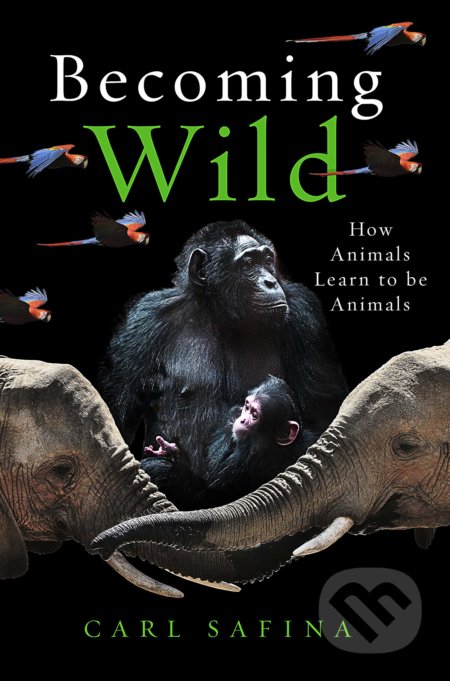 Kniha: Becoming Wild (Carl Safina). Oneworld, 2022 Kniha: Becoming Wild (Carl Safina). Oneworld, 2022