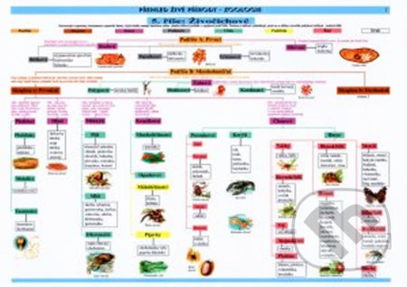Kniha: Tabulka - zoologie (MC nakladatelství). MC nakladatelství, 2014 Kniha: Tabulka - zoologie (MC nakladatelství). MC nakladatelství, 2014