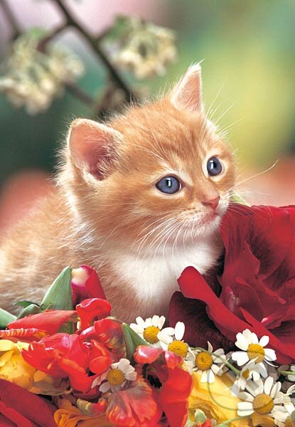 Mačiatko s kvetinami, Castorland