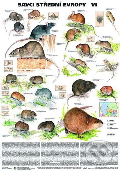Plakát - Savci střední Evropy VI. - Myšovití,hrabošovití a myšivkovití (Scientia). Scientia Plakát - Savci střední Evropy VI. - Myšovití,hrabošovití a myšivkovití (Scientia). Scientia