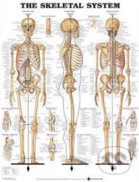 Kniha: The Skeletal System (Anatomical Chart). Anatomical Chart, 2002 Kniha: The Skeletal System (Anatomical Chart). Anatomical Chart, 2002