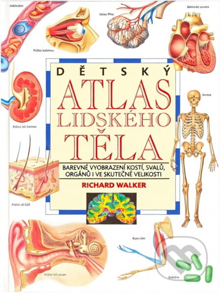 Kniha: Dětský atlas lidského těla : barevné vyobrazení kostí, svalů, orgánů i ve skutečné velikosti (Richard Walker). Fortuna Print, 1995 Kniha: Dětský atlas lidského těla : barevné vyobrazení kostí, svalů, orgánů i ve skutečné velikosti (Richard Walker). Fortuna Print, 1995