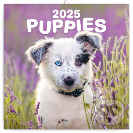 NOTIQUE Nástenný poznámkový kalendár Puppies (Šteniatka) 2025 (Notique). Notique, 2024 NOTIQUE Nástenný poznámkový kalendár Puppies (Šteniatka) 2025 (Notique). Notique, 2024
