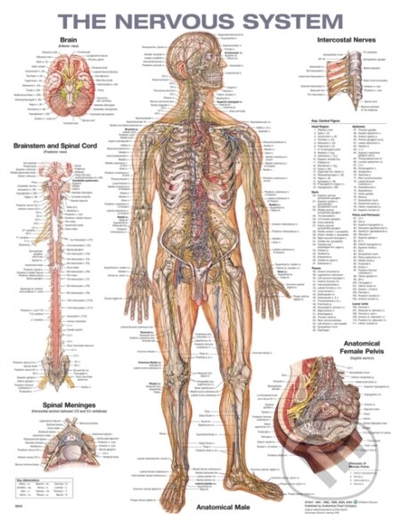 The Nervous System Anatomical Chart (Acc). Wolters Kluwer Health, 2023 The Nervous System Anatomical Chart (Acc). Wolters Kluwer Health, 2023