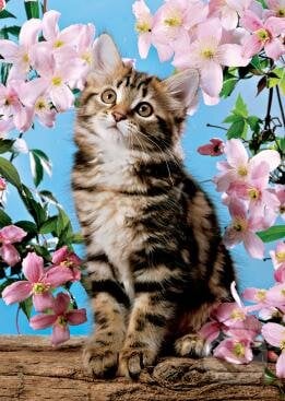 Mačka v kvetoch, Jumbo