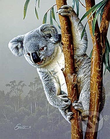 Mladá koala, Wrebbit - MB
