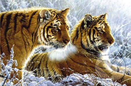 Sibírske tigre, Wrebbit - MB