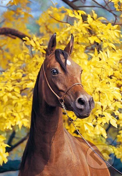 Arabský kôň - Portrét, Castorland