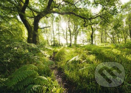 Puzzle: The enchanted path (Stefan Hefele). Schmidt, 2018 Puzzle: The enchanted path (Stefan Hefele). Schmidt, 2018