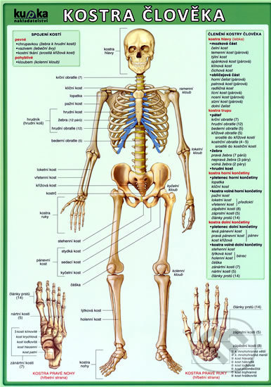 Kniha: Kostra člověka (Petr Kupka). Kupka, 2009 Kniha: Kostra člověka (Petr Kupka). Kupka, 2009