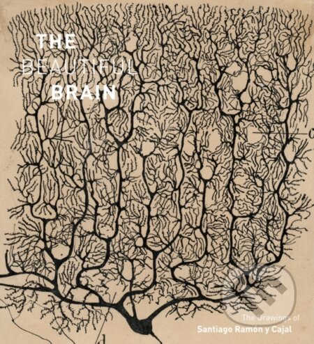 Kniha: The Beautiful Brain (Alfonso Araque, Larry Swanson a Eric Newman). Amulet Books, 2017 Kniha: The Beautiful Brain (Alfonso Araque, Larry Swanson a Eric Newman). Amulet Books, 2017