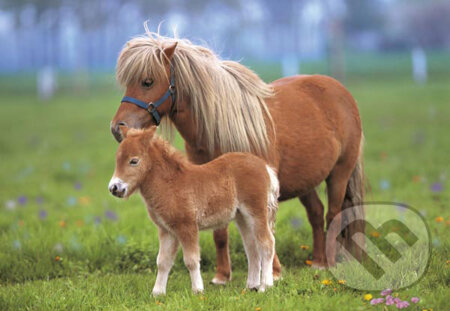 Puzzle: Poníky (Castorland). Castorland Puzzle: Poníky (Castorland). Castorland