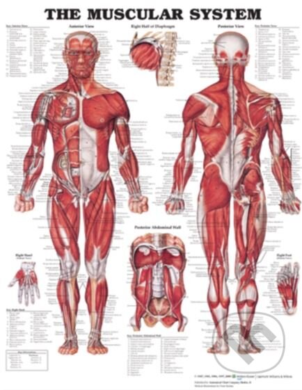 The Muscular System, Anatomical Chart, 2006