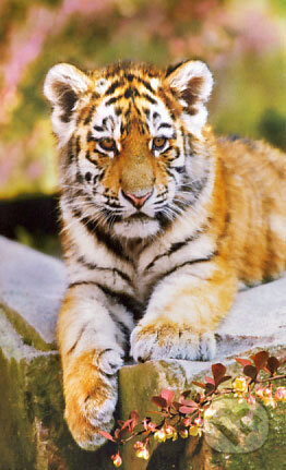 Puzzle: Malý tiger (Castorland). Castorland Puzzle: Malý tiger (Castorland). Castorland