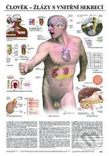 Plakát - Člověk - žlázy s vnitřní sekrecí (Scientia). Scientia, 2019 Plakát - Člověk - žlázy s vnitřní sekrecí (Scientia). Scientia, 2019