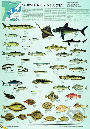Plakát - Mořské ryby a paryby, Scientia, 2019