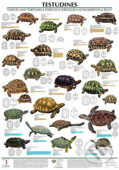 Plakát - Testudines - želvy (Scientia). Scientia, 2019 Plakát - Testudines - želvy (Scientia). Scientia, 2019