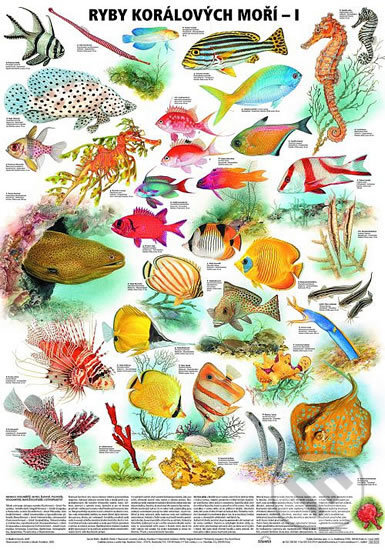 Plakát - Ryby korálových moří 1. díl, Scientia, 2019