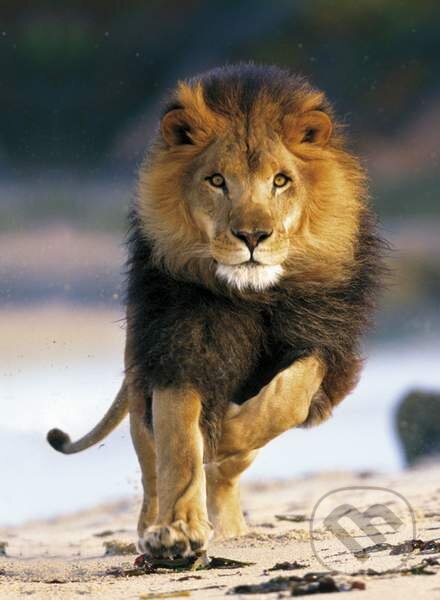 Running Lion, Clementoni