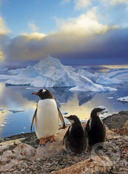 Puzzle: Penguins (Clementoni). Clementoni Puzzle: Penguins (Clementoni). Clementoni
