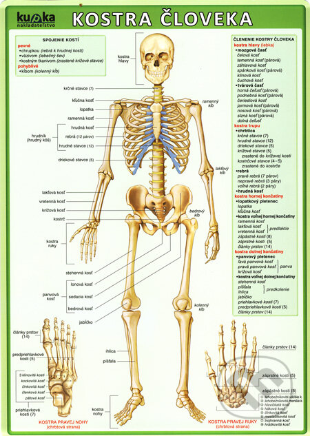 Kniha: Kostra človeka (Petr Kupka). Kupka, 2007 Kniha: Kostra človeka (Petr Kupka). Kupka, 2007