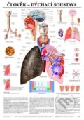 Člověk - dýchací soustava, Scientia, 2006