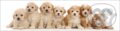 3D záložka - Seven puppies, 2020 3D záložka - Seven puppies, 2020