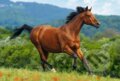 Reddish-brown horse, Castorland