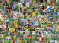 Collage - World&#039;s most Beautiful Birds, Bluebird, 2022