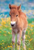 Puzzle: Poník (Castorland). Castorland Puzzle: Poník (Castorland). Castorland