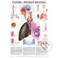 Plakát - Člověk - dýchací soustava, Scientia