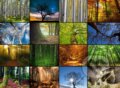 Collage - Trees, Grafika, 2023