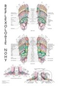 Reflexologie nohy (mapa) (Radomír Růžička). Poznání Reflexologie nohy (mapa) (Radomír Růžička). Poznání