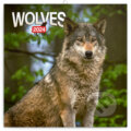 Poznámkový kalendár Wolves 2024, Notique, 2023