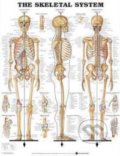 The Skeletal System, Anatomical Chart, 2002