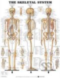 Kniha: The Skeletal System (Anatomical Chart). Anatomical Chart, 2002 Kniha: The Skeletal System (Anatomical Chart). Anatomical Chart, 2002