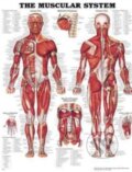 The Muscular System, Anatomical Chart, 2002
