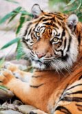 Sumatran tiger, Clementoni, 2016