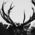 Hudební CD: Ihsahn: Ihsahn LP (Hudobné albumy). Hudobné albumy, 2024 Hudební CD: Ihsahn: Ihsahn LP (Hudobné albumy). Hudobné albumy, 2024