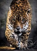 Jaguar, Clementoni, 2016
