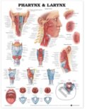Kniha: Pharynx & Larynx Anatomical Chart (Anatomical Chart Com). Anatomical Chart, 2000 Kniha: Pharynx & Larynx Anatomical Chart (Anatomical Chart Com). Anatomical Chart, 2000